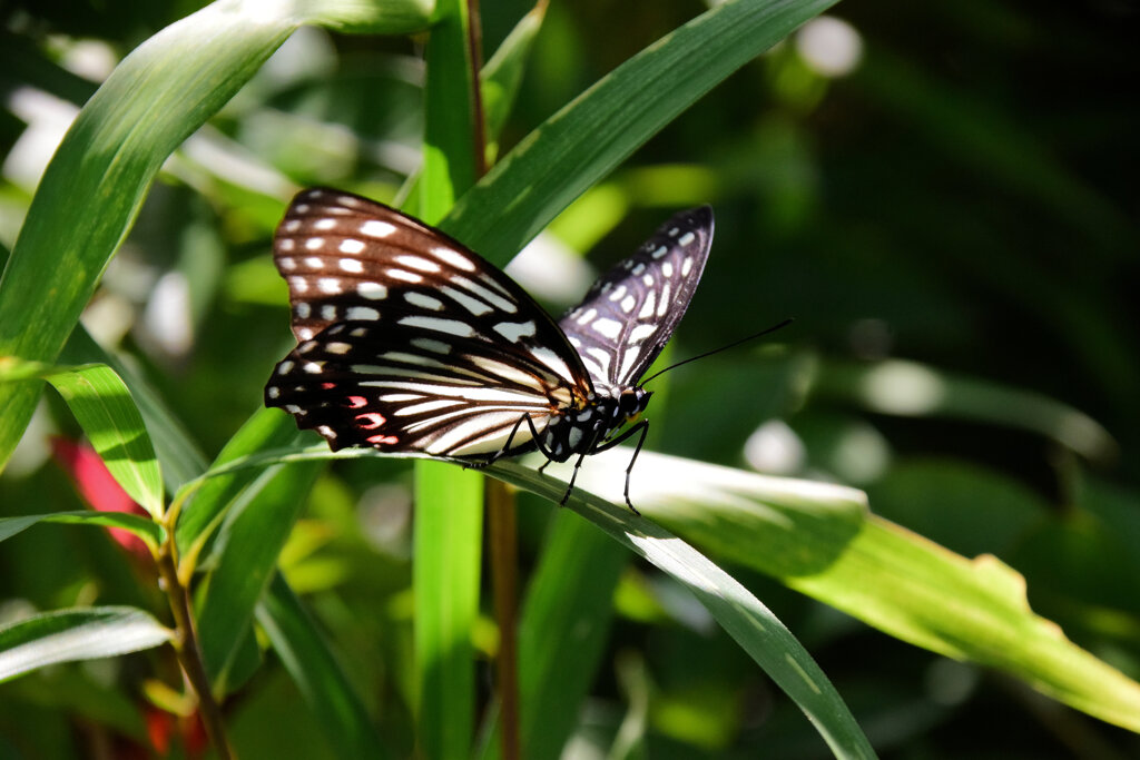 等々力緑地公園で　アカボシゴマダラ　６