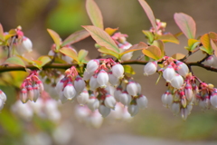 ブルーベリーの花　５
