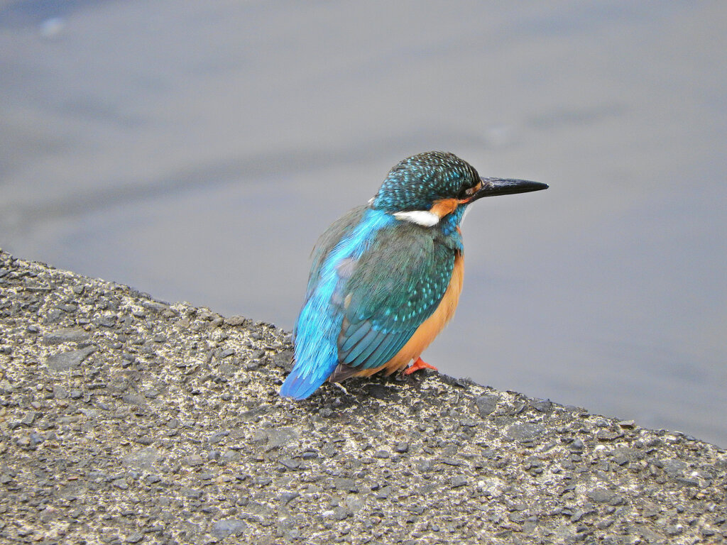 久々のカワセミさん　７