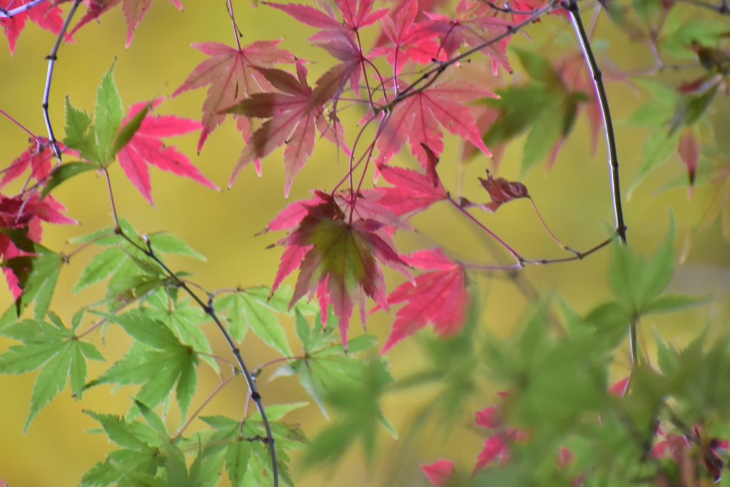 紅葉　７