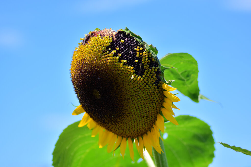 誰が喰った？　２