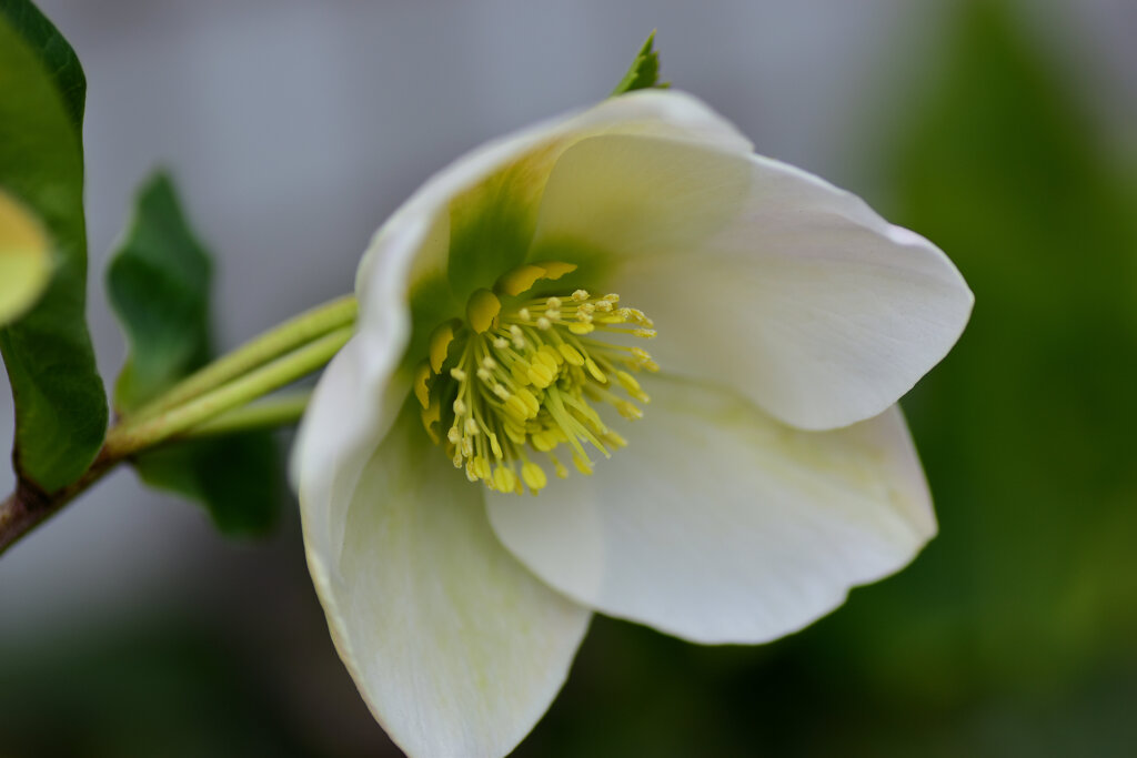 クリスマスローズ　１