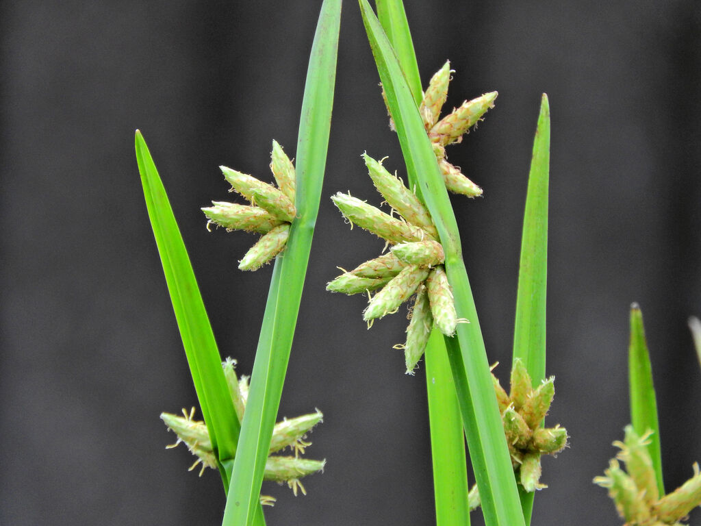 カンガレイ（寒枯藺）　１