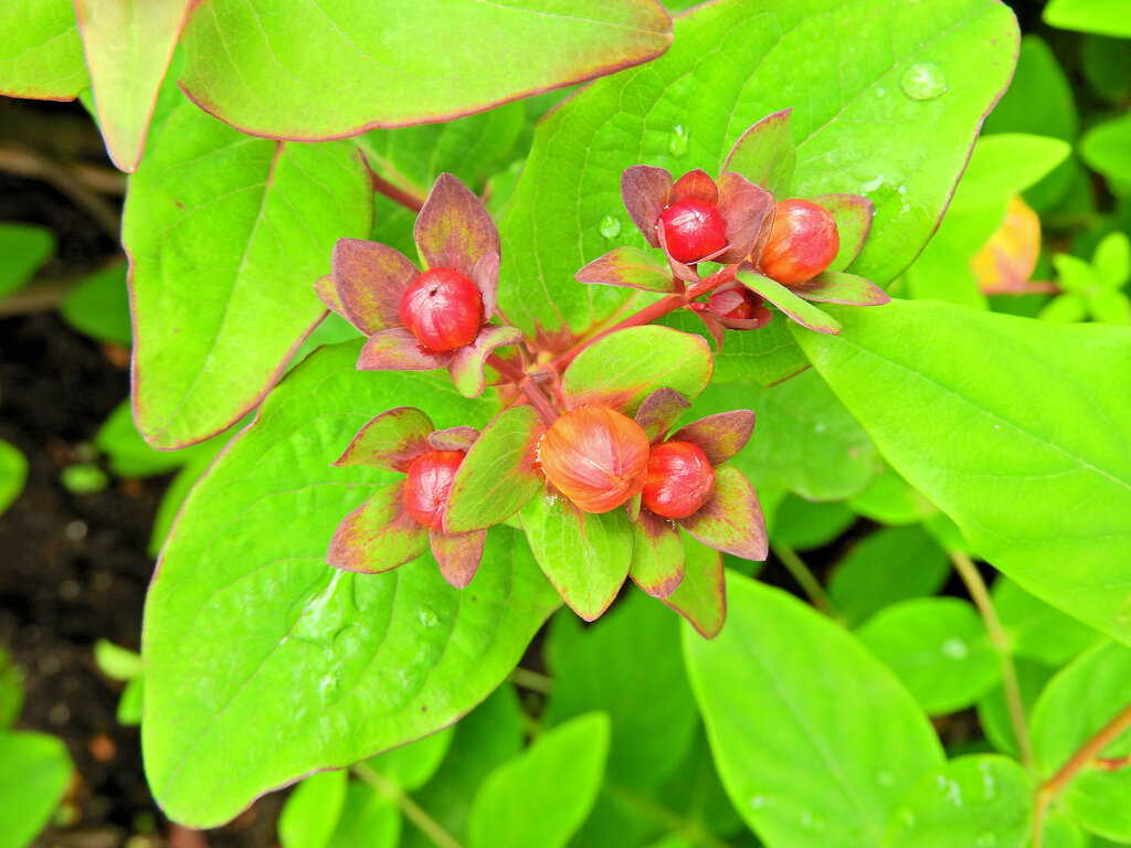 コボウズオトギリ（小坊主弟切）７