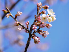 暖地桜桃（だんちおうとう）の花　２