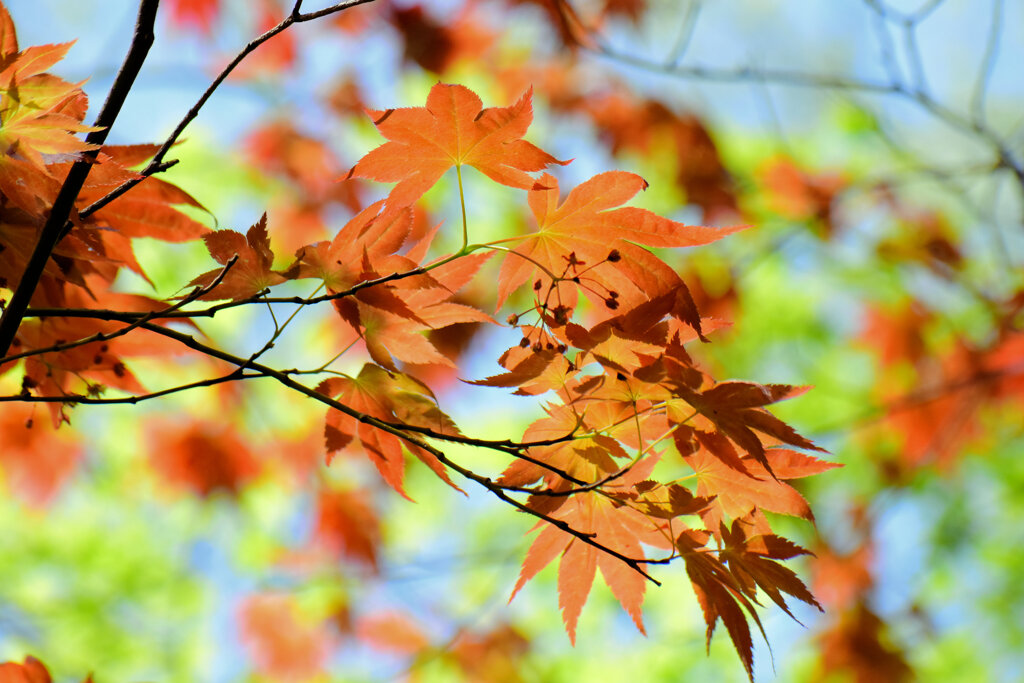 春紅葉　美しい　１５