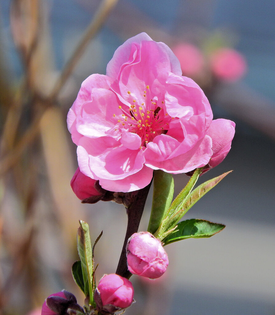 花桃が開花　２