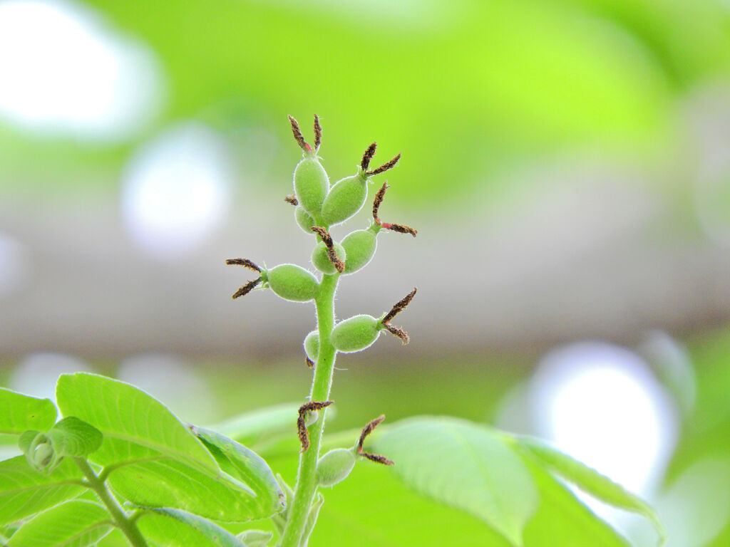 オニグルミの雌花が膨らんで来て実へ　１