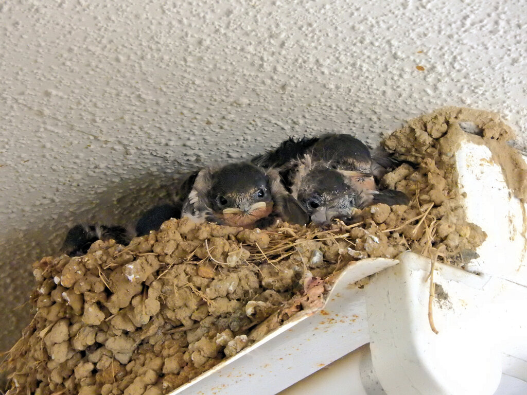 燕の雛ちゃん・・ご飯まだかなぁ～２