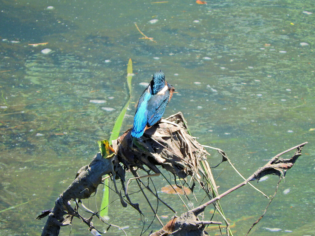 矢上川で　カワセミちゃん　５