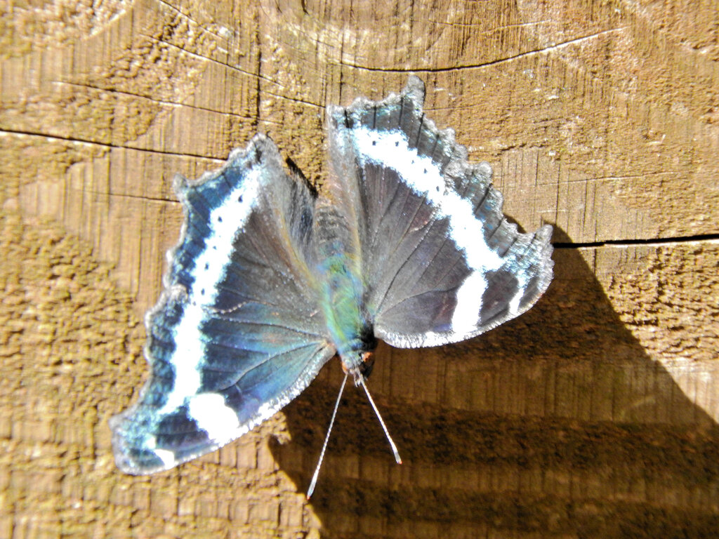 ルリタテハ 　チョウ目　タテハチョウ科　タテハチョウ亜科　１０