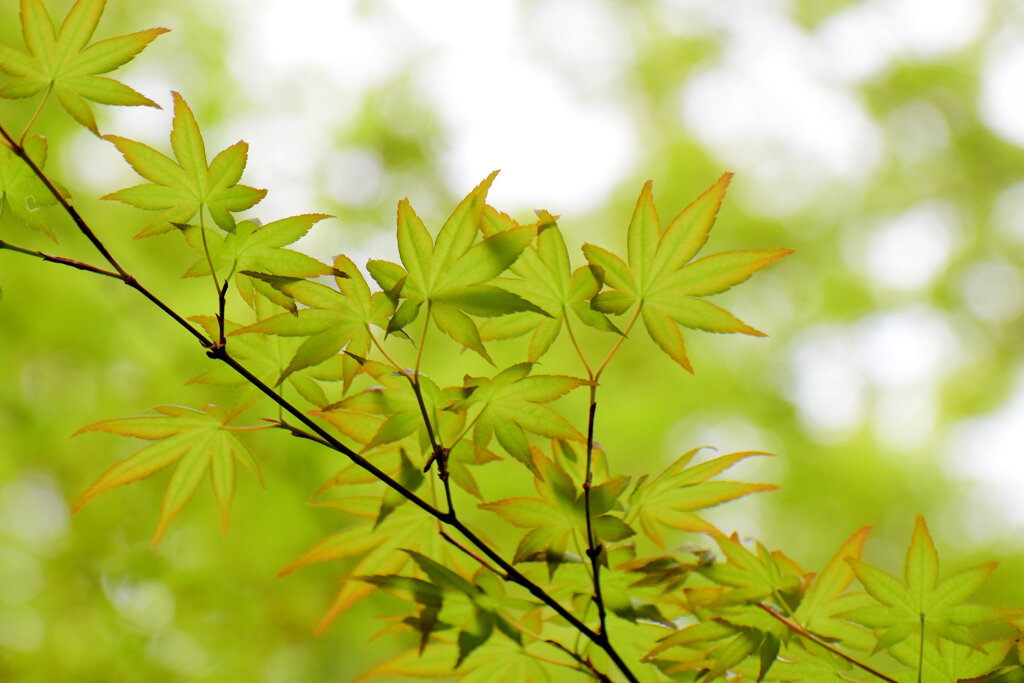 春紅葉　美しい　４