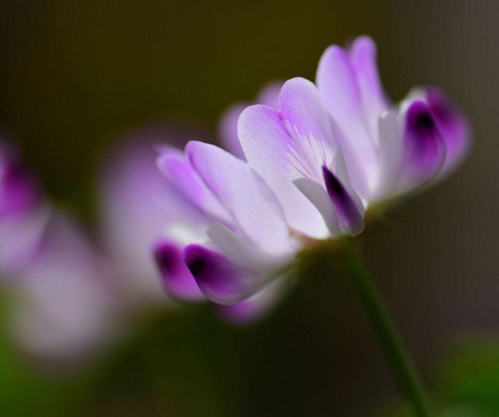 蓮華草 （れんげそう）  蓮華（れんげ）　紫雲英（げんげ）２