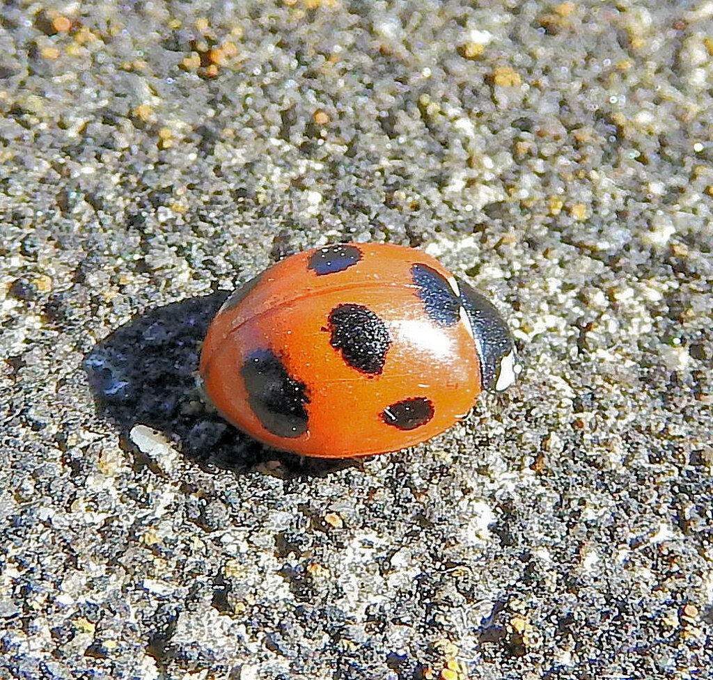 テントウ虫さん日向ぼっこ(∩.∩）　2/3