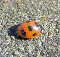 テントウ虫さん日向ぼっこ(∩.∩）　2/3