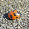 テントウ虫さん日向ぼっこ(∩.∩）　2/3
