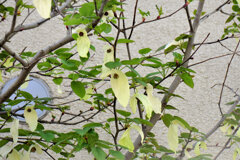 ハンカチの木　ハンカチツリー 　鳩の木（はとのき）　１