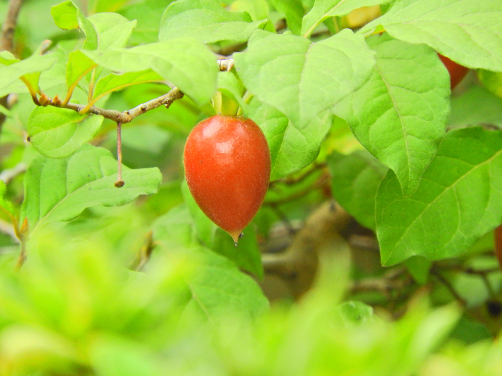 盆栽柿　６