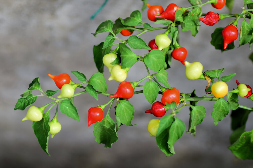 観賞用ピーマン『雫』６