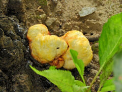 河津桜の根元にキノコ　２