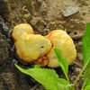河津桜の根元にキノコ　２