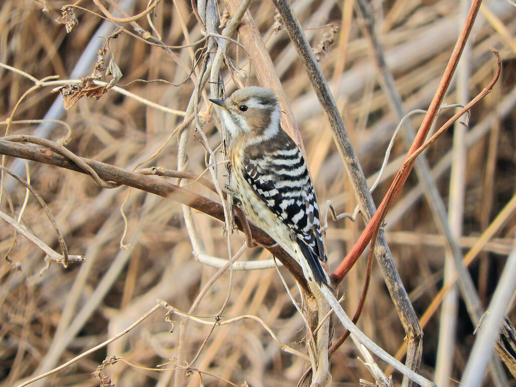 矢上川で　コゲラ　７