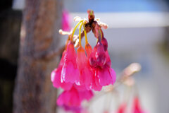 植物　寒緋桜 　（かんひざくら）  緋寒桜　（ひかんざくら）８