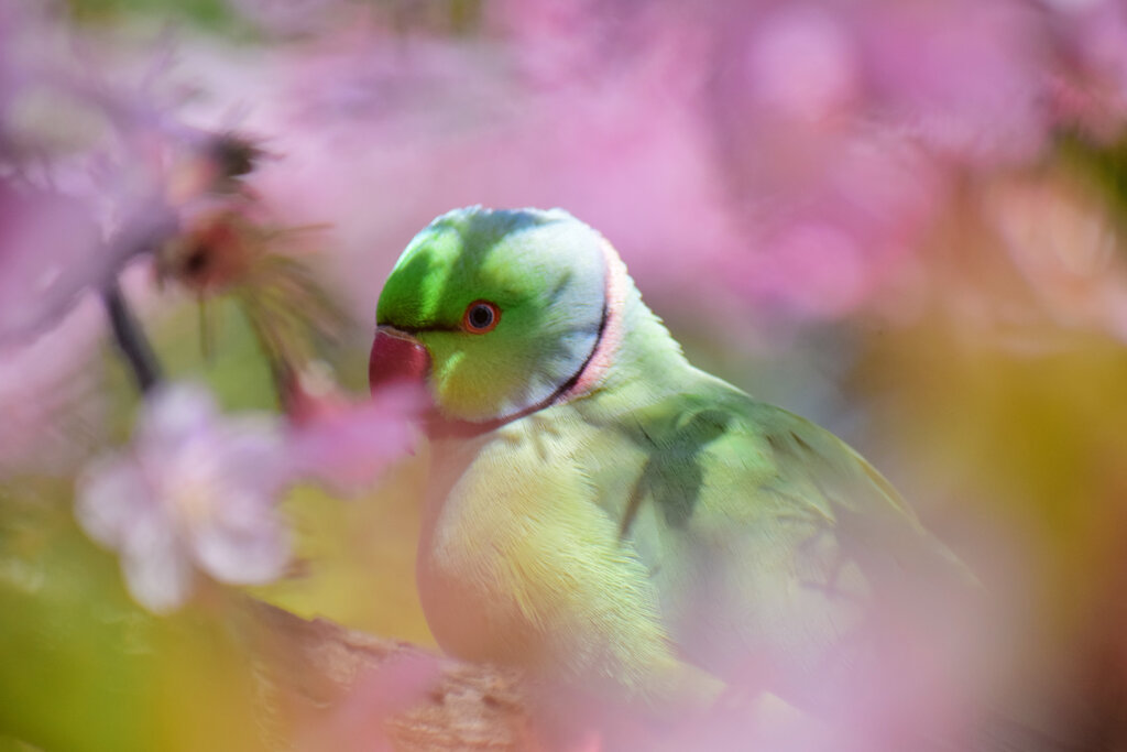 ワカケホンセイインコ（輪掛本青鸚哥）４