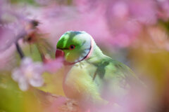 ワカケホンセイインコ（輪掛本青鸚哥）４