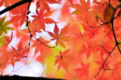 紅葉　撮り溜め　在庫処分中！　２