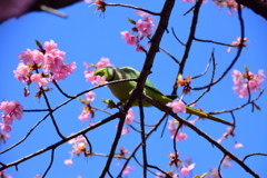 ワカケホンセイインコ　２