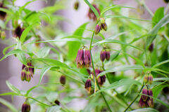 トウチクラン（唐竹蘭)　１