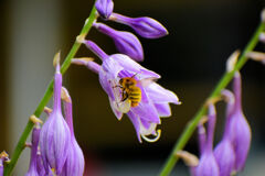 ギボウシ（擬宝珠）に夢中な蜂さん　１　