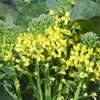 スティック　ブロッコリー（スティックセニョール）の花