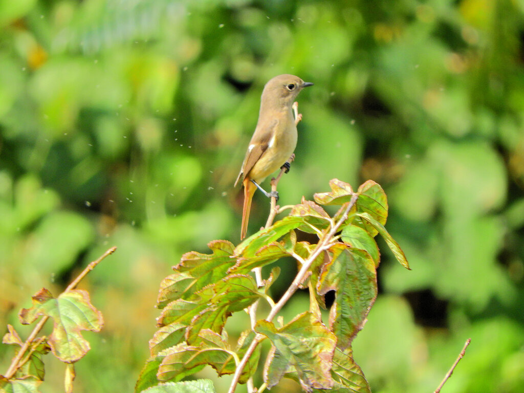 ジョビ子さんに出合いました(=^～^)oうれちっ♪　１