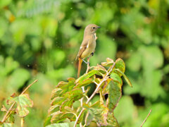 ジョビ子さんに出合いました(=^～^)oうれちっ♪　１
