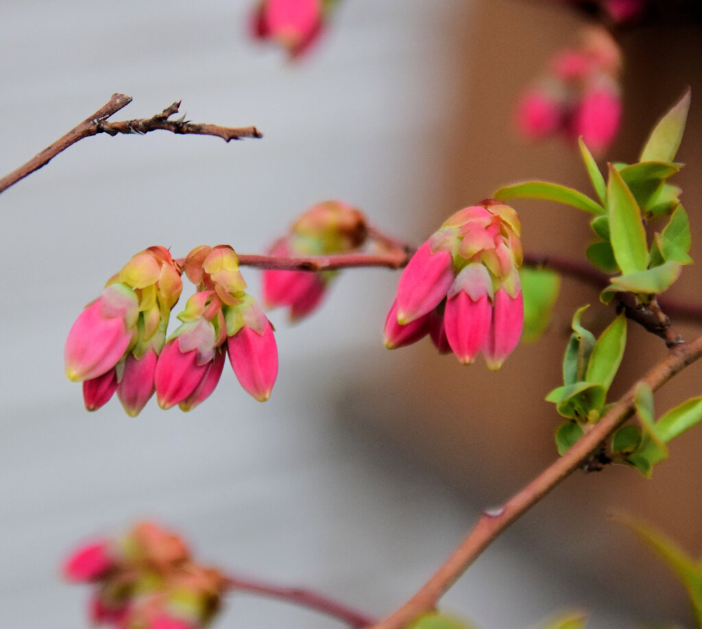 ブルーベリー　５