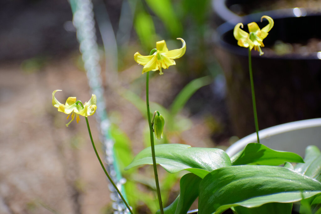 黄花片栗 （きばなかたくり）　５