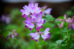 蓮華草　１０
