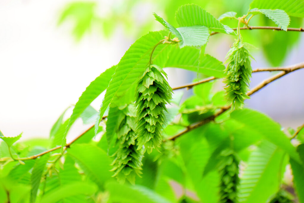 「熊四手（くましで）」の果穂　２