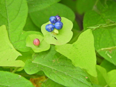 石見川 （いしみかわ）実　２