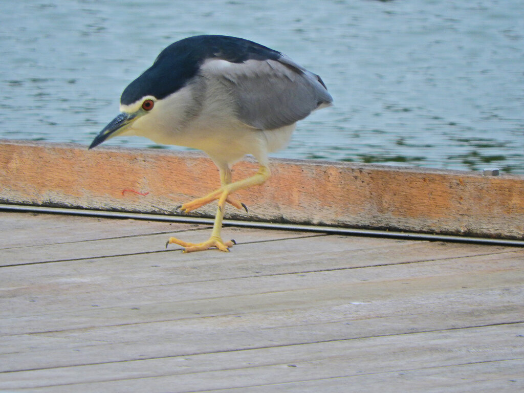 等々力緑地公園・・釣り堀池で　ゴイサギ　１