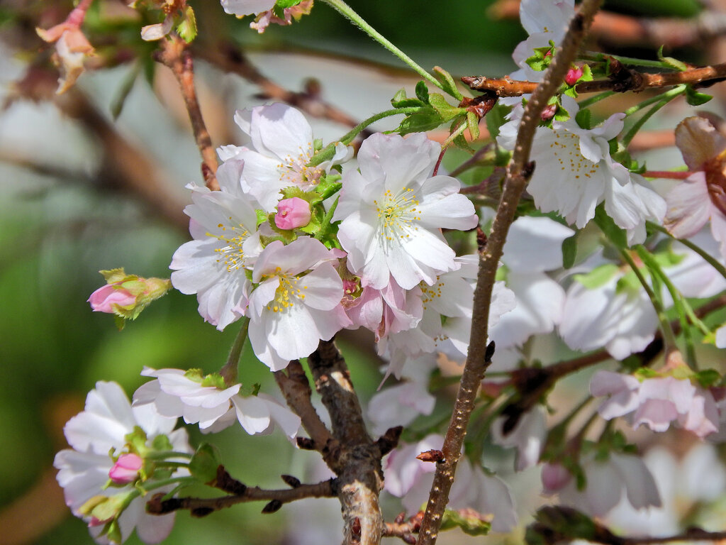 十月桜　２