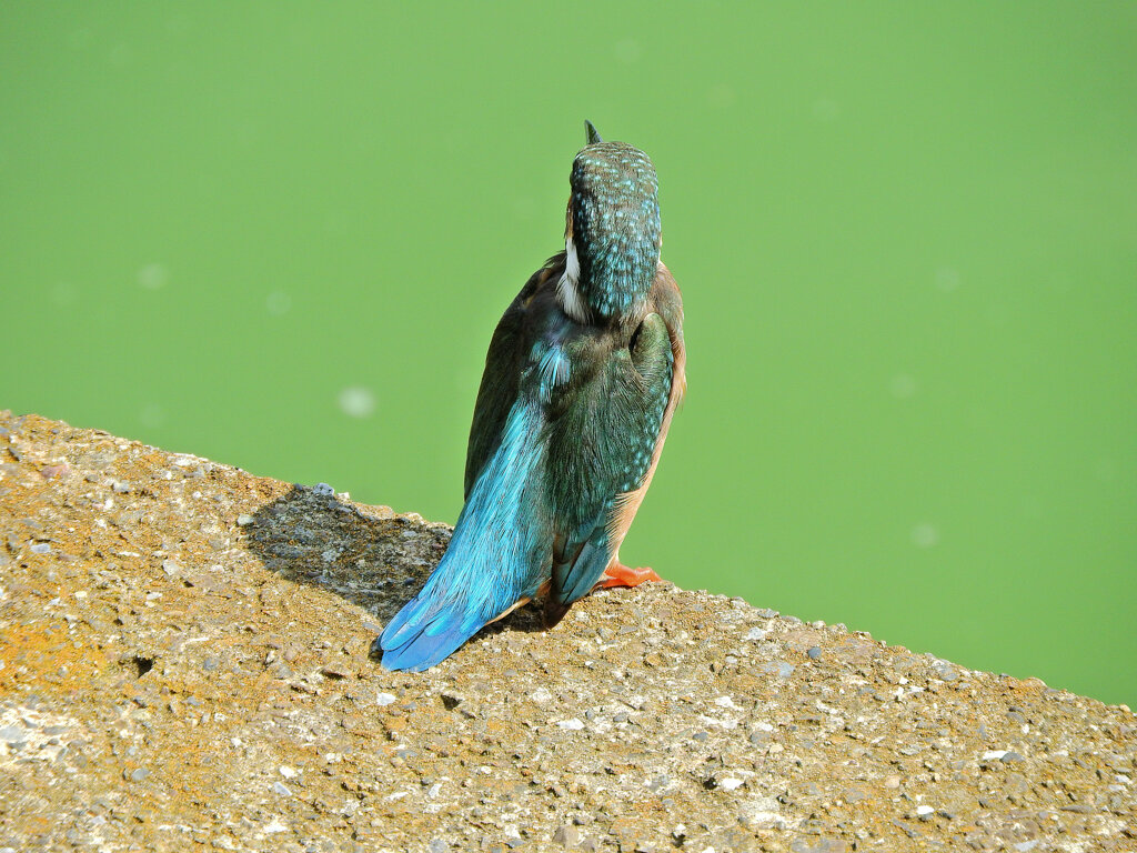 等々力緑地公園・・釣り堀池で　カワセミ　３