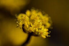 山茱萸 （さんしゅゆ） 春黄金花（はるこがねばな）３