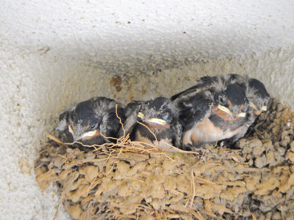 燕さんの雛ちゃん　５