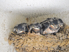 燕さんの雛ちゃん　５