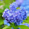 紫陽花　♡　ハートクラブ２