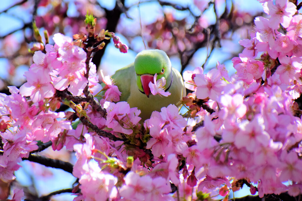 ワカケホンセイインコ（輪掛本青鸚哥）１８