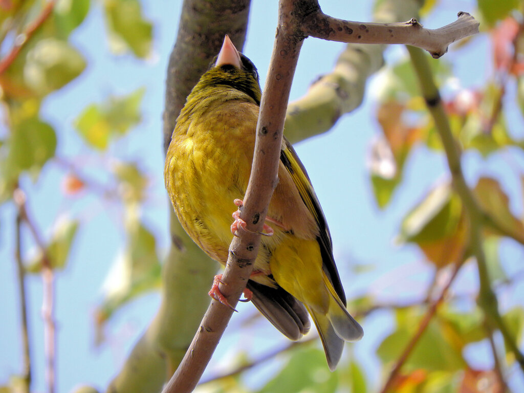 近所で囀りに見上げると　カワラヒワ　６